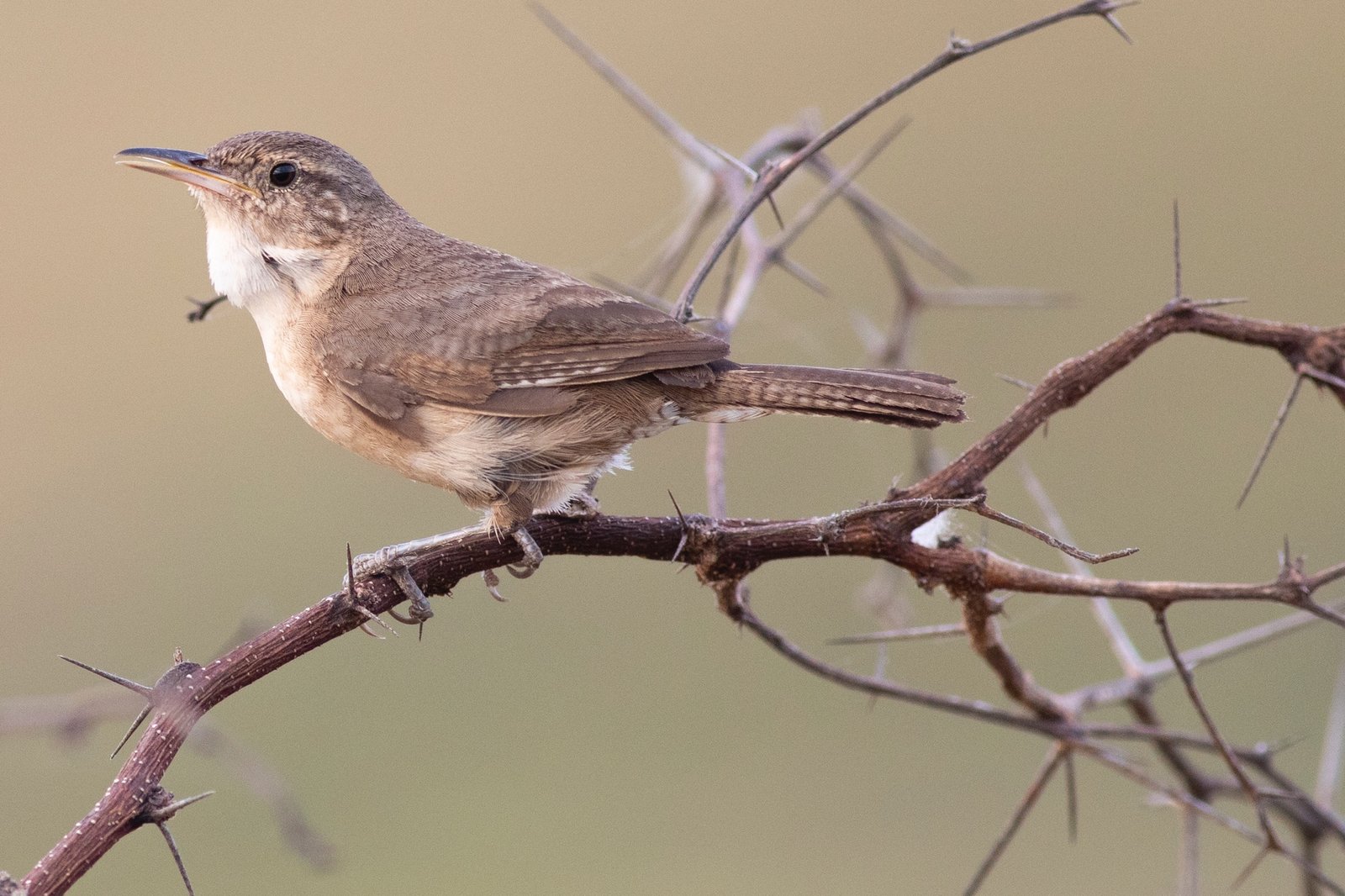 Clarionwinterkoning (Troglodytes tanneri)