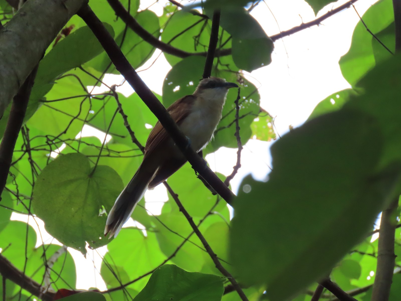 Cocoskoekoek (Coccyzus ferrugineus)