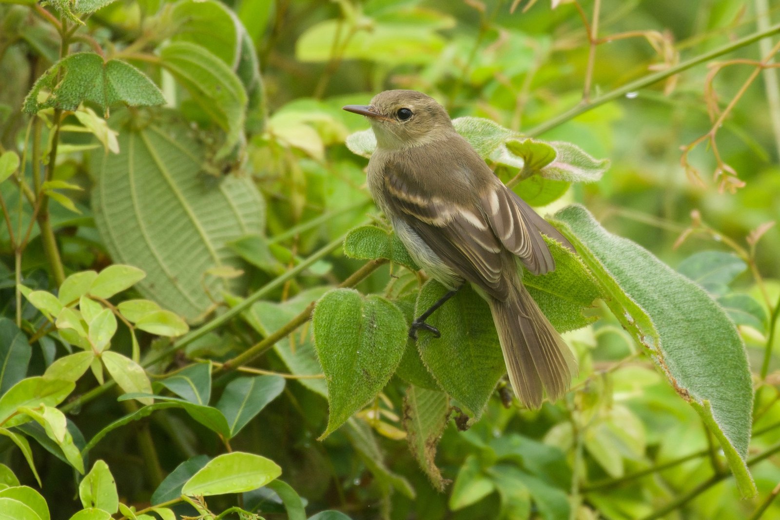 Cocostiran (Nesotriccus ridgwayi)