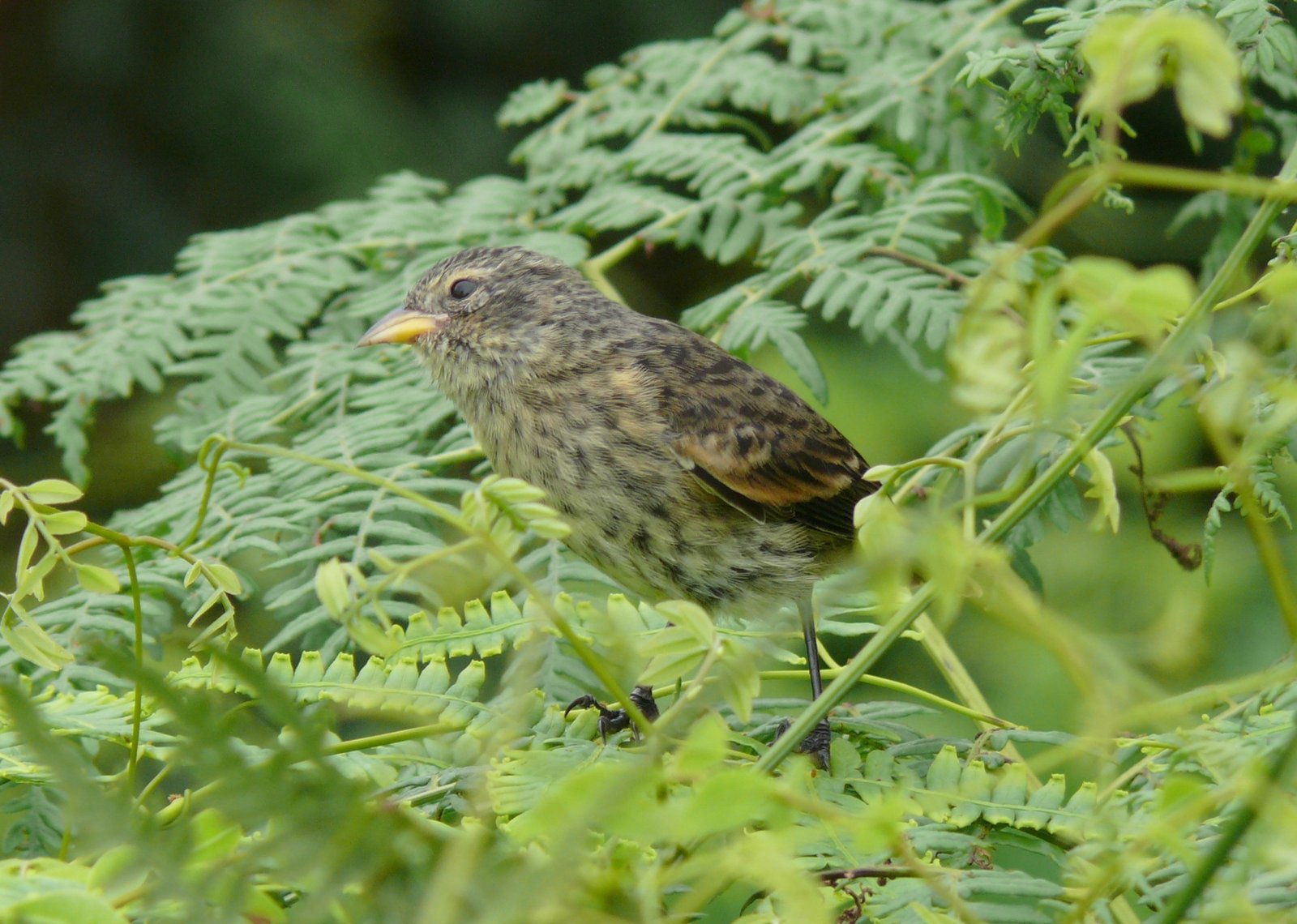 Cocosvink (Pinaroloxias inornata)