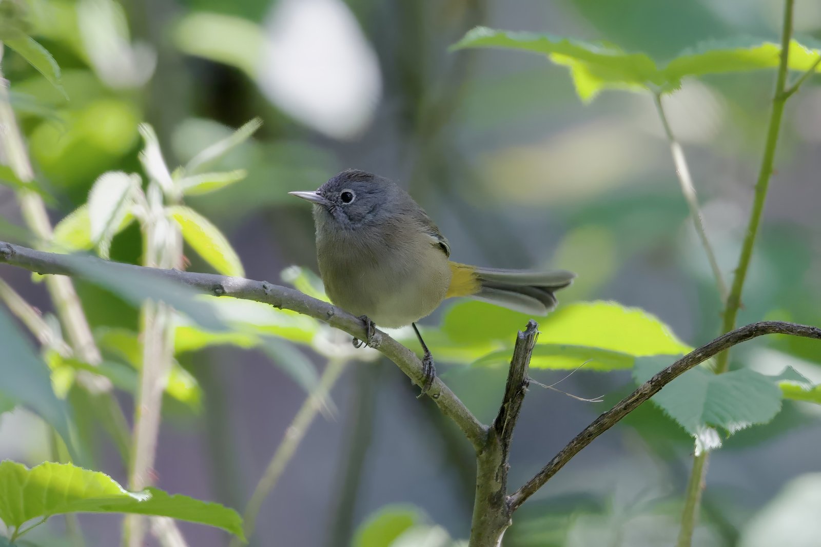 Colimazanger (Leiothlypis crissalis)