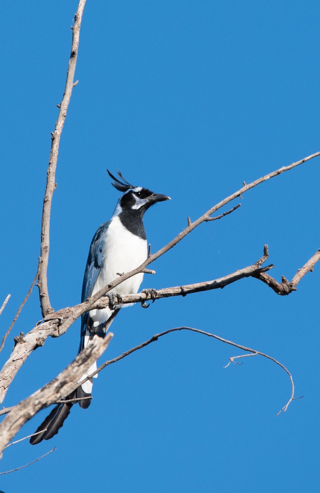 Collies ekstergaai (Cyanocorax colliei)