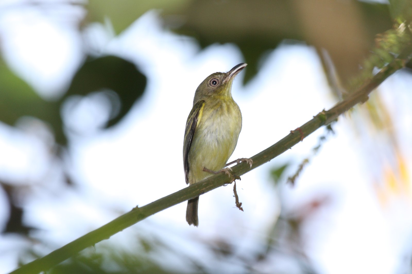 Colombiaanse krombektiran (Oncostoma olivaceum)