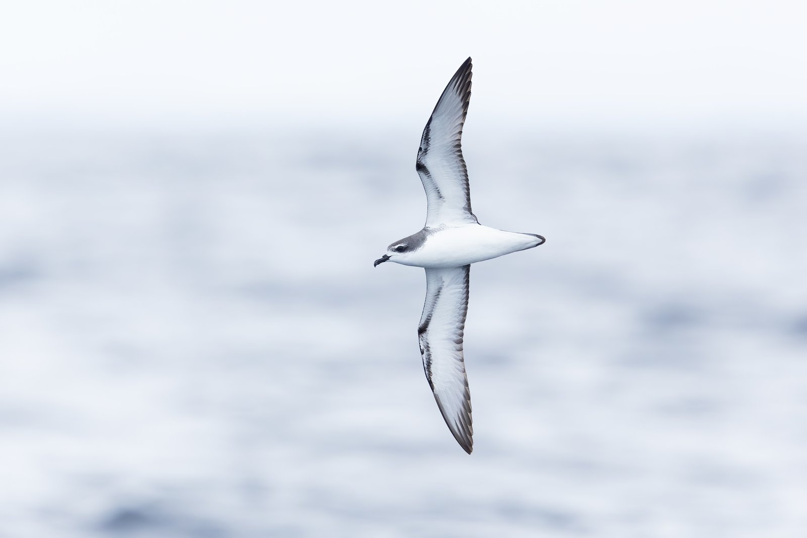 Cooks stormvogel (Pterodroma cookii)