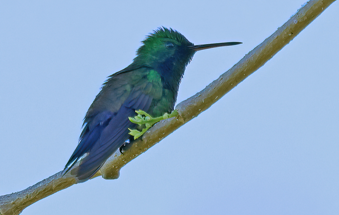 Costaricaanse blauwbuikamazilia (Saucerottia hoffmanni)