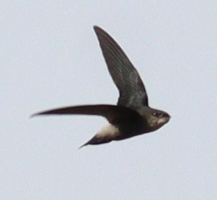 Costaricaanse gierzwaluw (Chaetura fumosa)