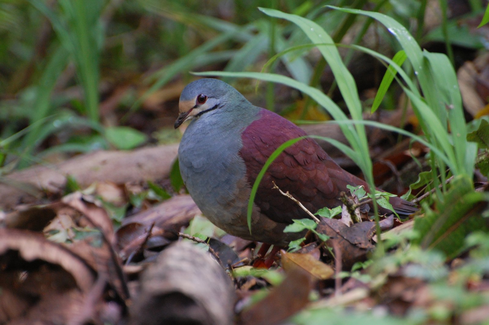 Costaricaanse kwartelduif (Zentrygon costaricensis)