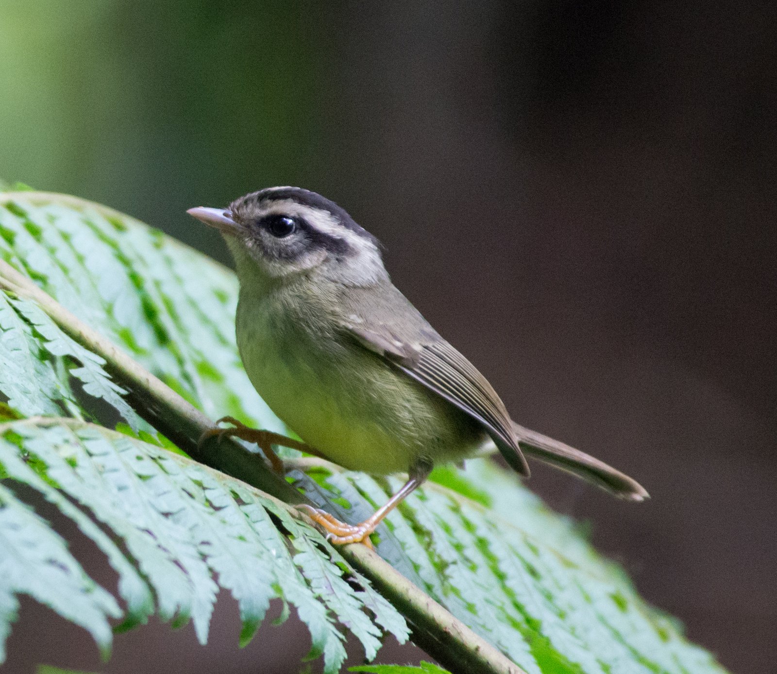 Costaricaanse zanger (Basileuterus melanotis)