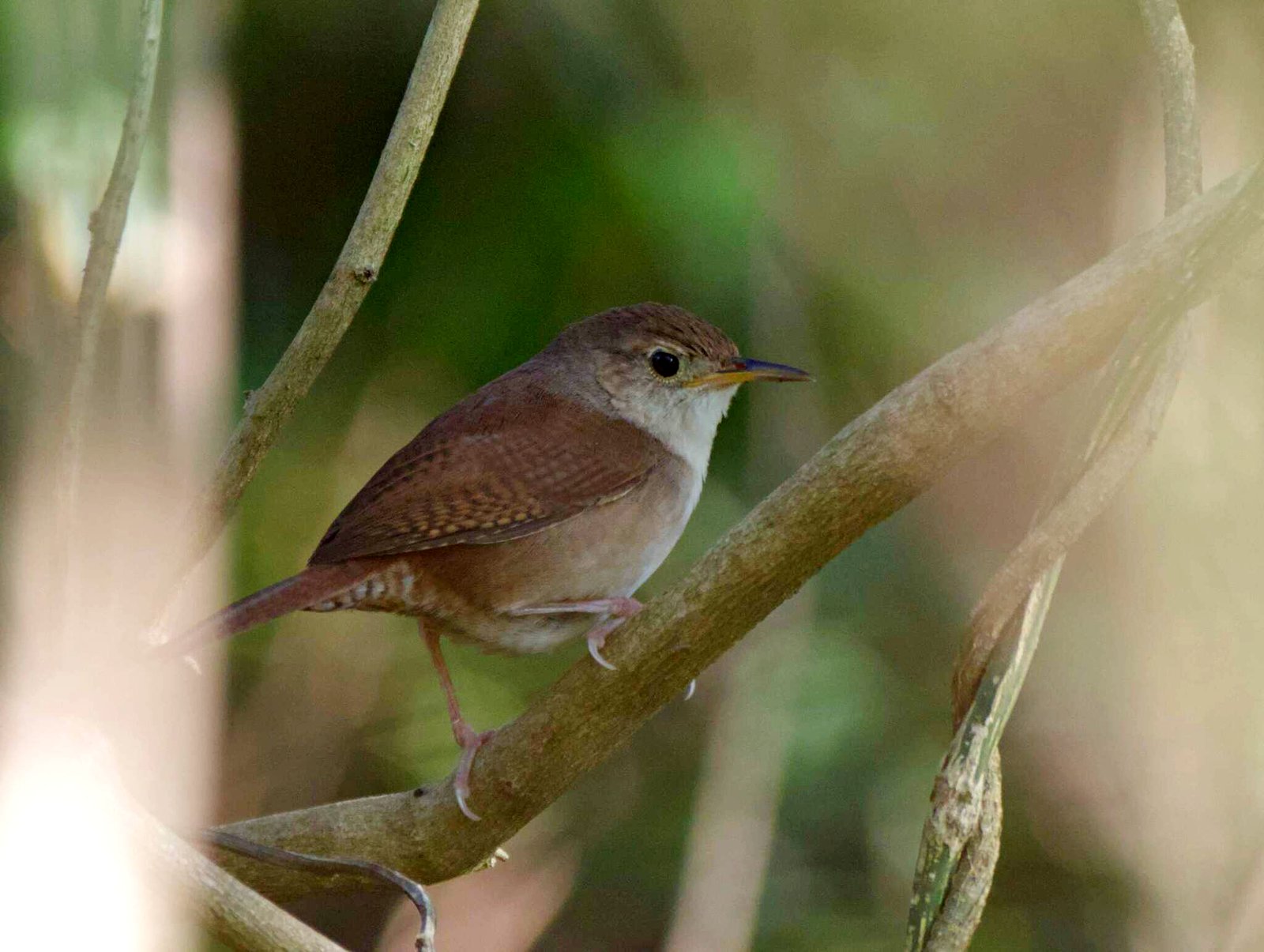 Cozumelwinterkoning (Troglodytes beani)