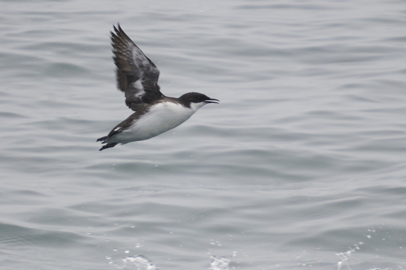 Craveri's alk (Synthliboramphus craveri)