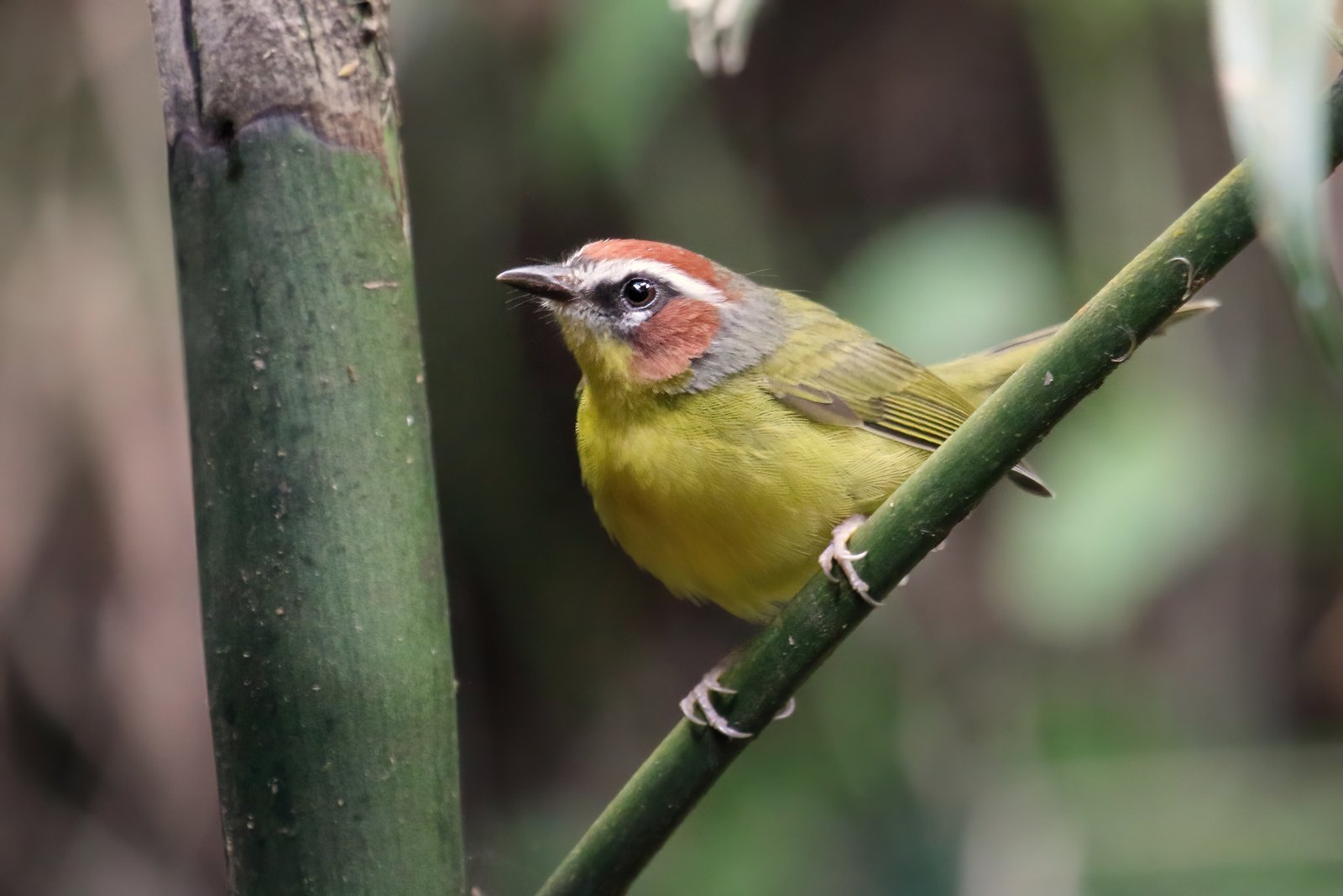 Delattres zanger (Basileuterus delattrii)