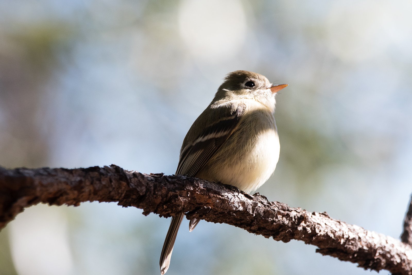 Dennenfeetiran (Empidonax affinis)