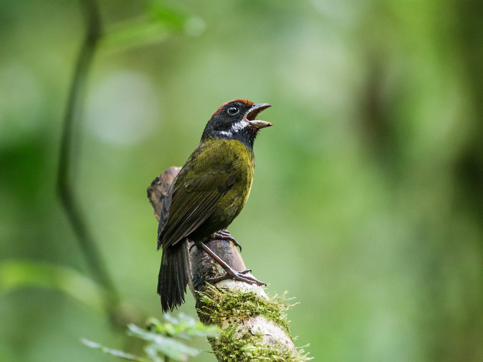 Dikbekstruikgors (Arremon crassirostris)