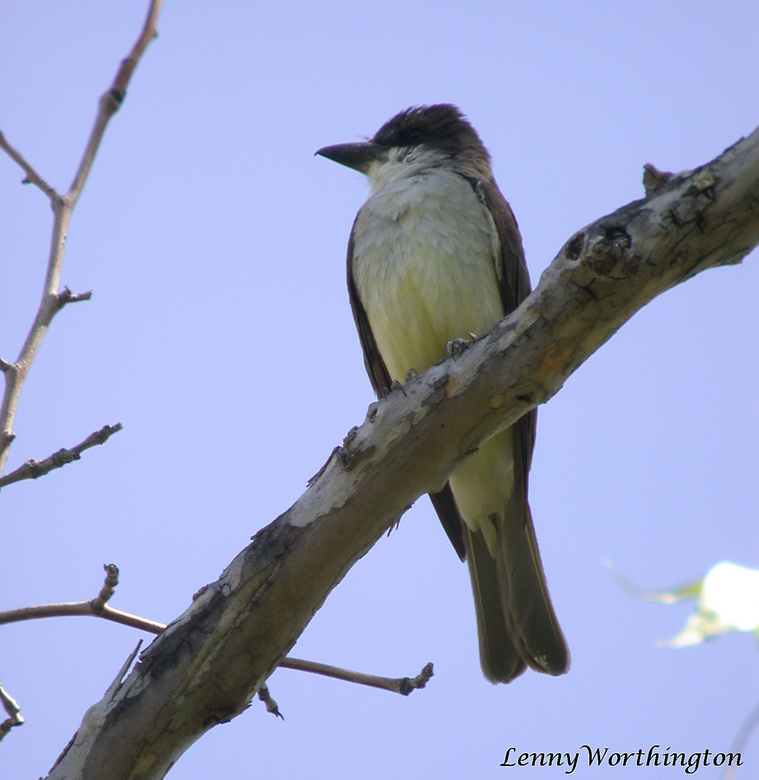 Diksnavelkoningstiran (Tyrannus crassirostris)