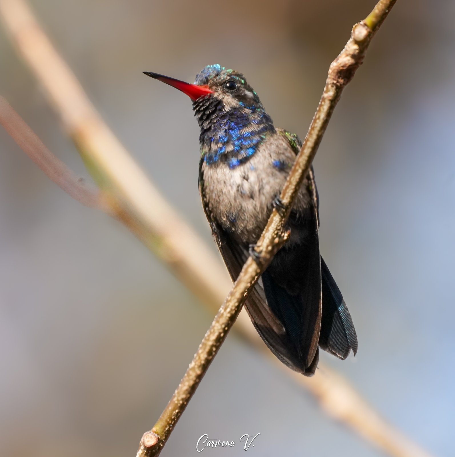 Doubledays kolibrie (Cynanthus doubledayi)