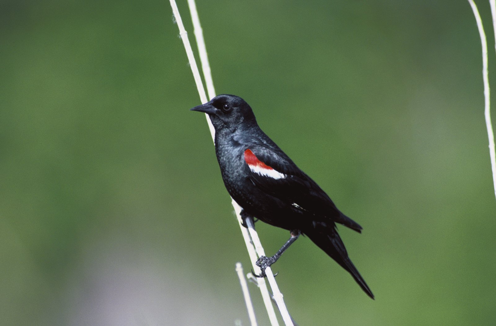 Driekleurtroepiaal (Agelaius tricolor)