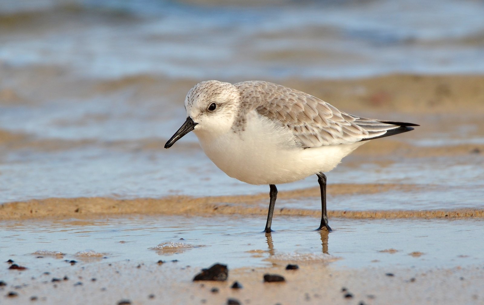 Drieteenstrandloper (Calidris alba)