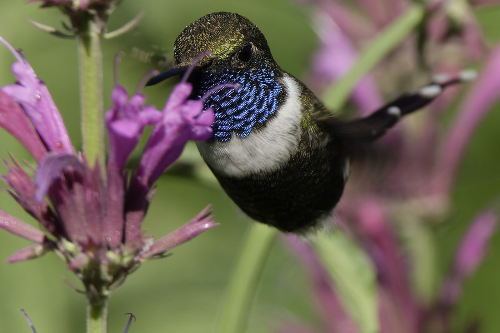Duponts kolibrie (Tilmatura dupontii)