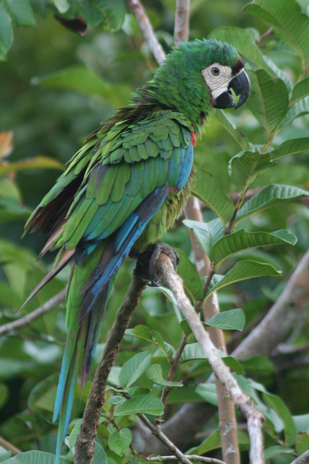 Dwergara (Ara severus)
