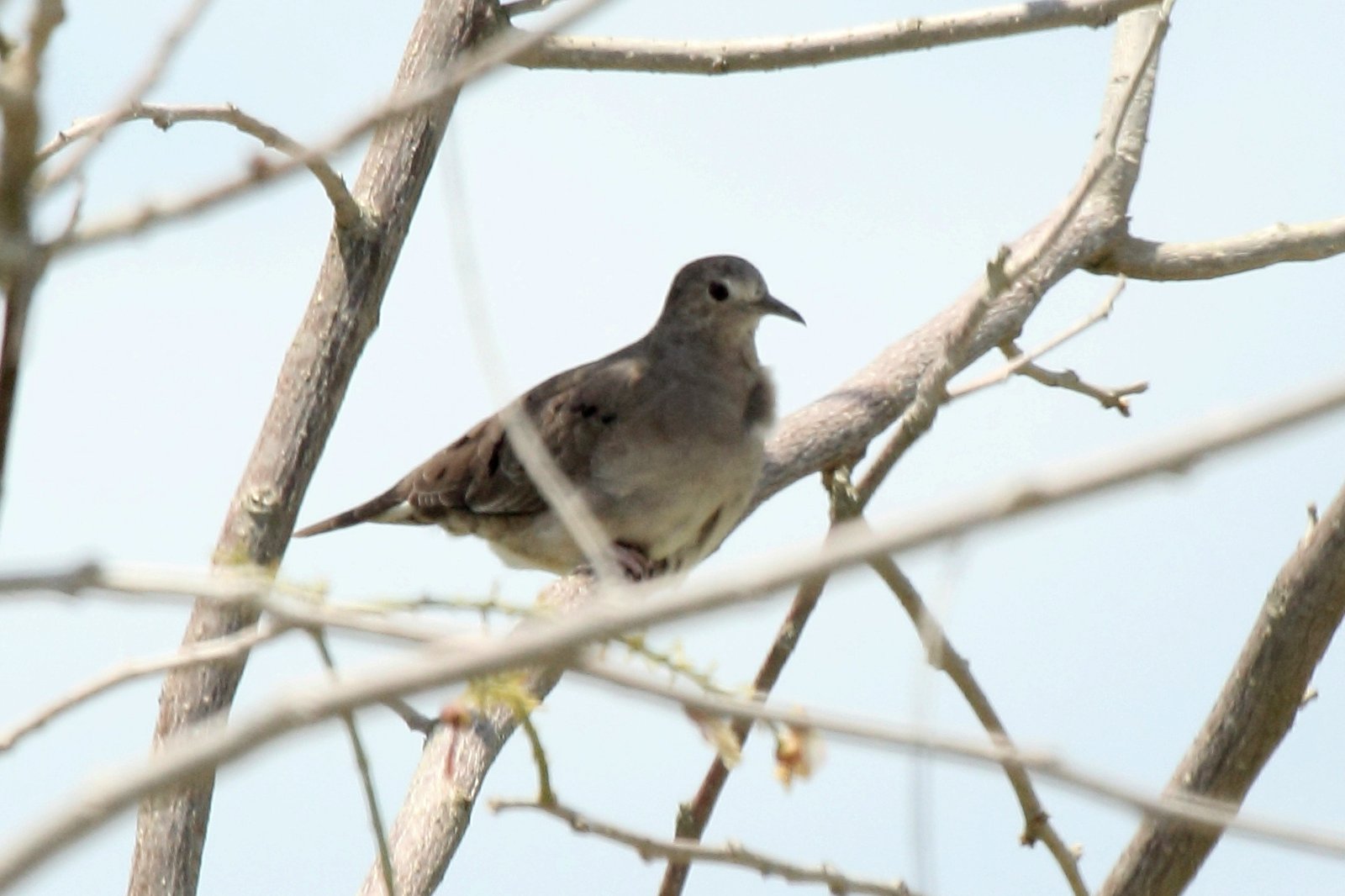 Dwergduif (Columbina minuta)