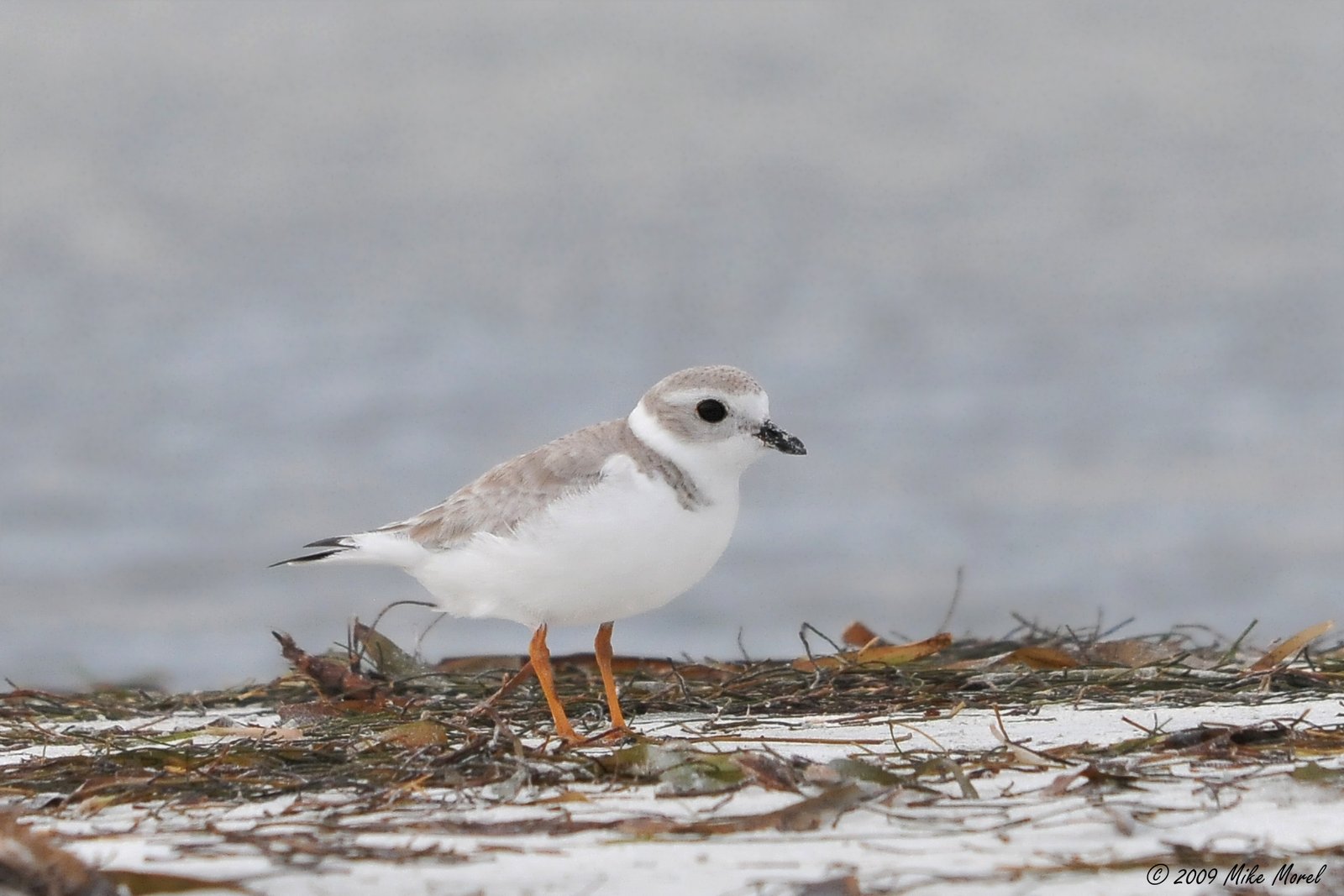 Dwergplevier (Charadrius melodus)