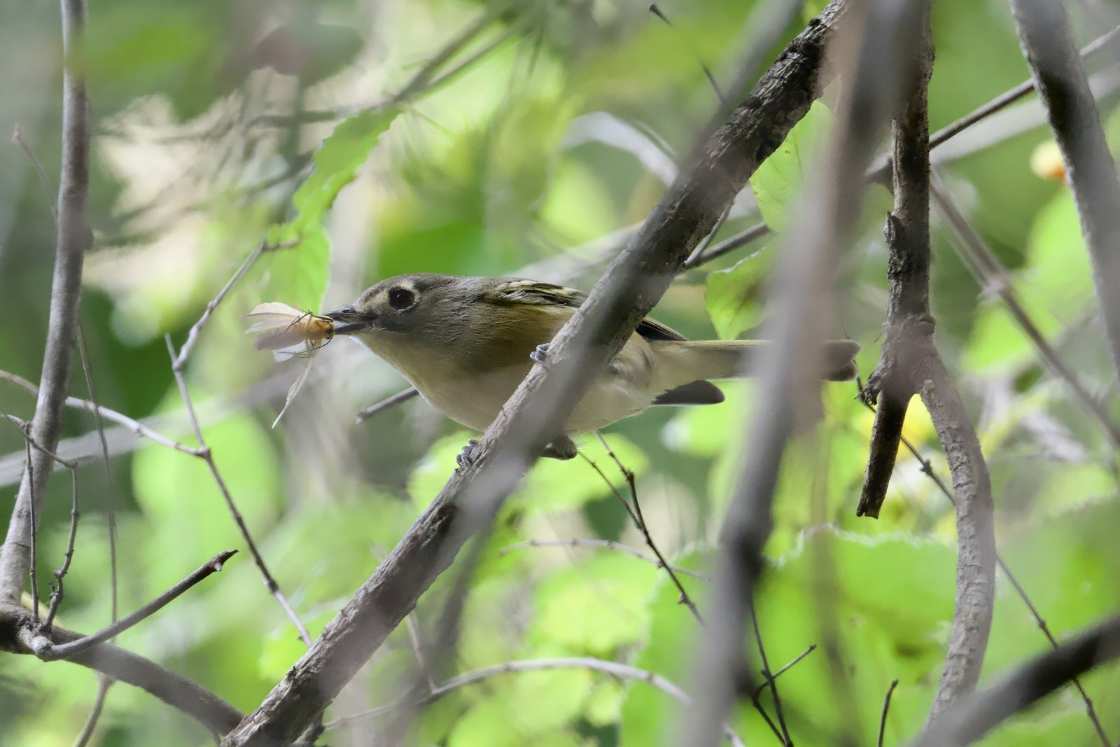 Dwergvireo (Vireo nelsoni)