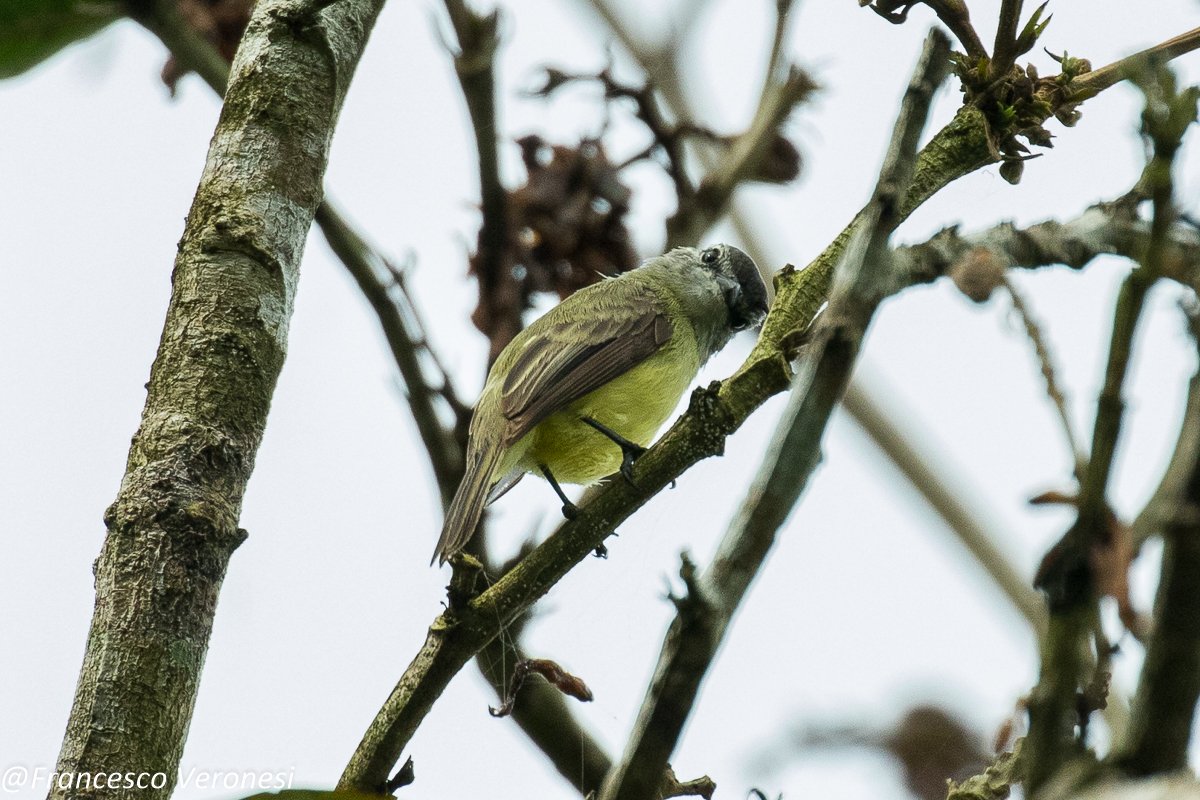 Dwergvliegenpikker (Phyllomyias griseiceps)