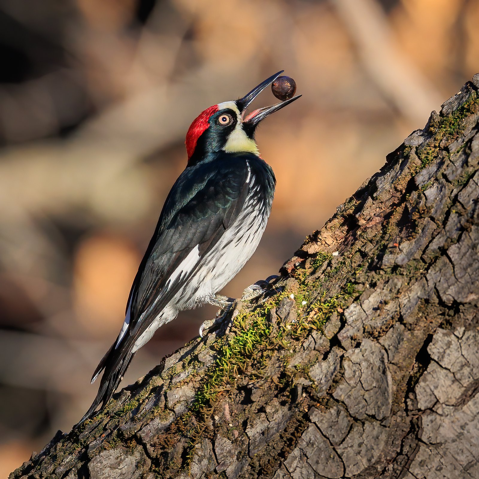 Eikelspecht (Melanerpes formicivorus)