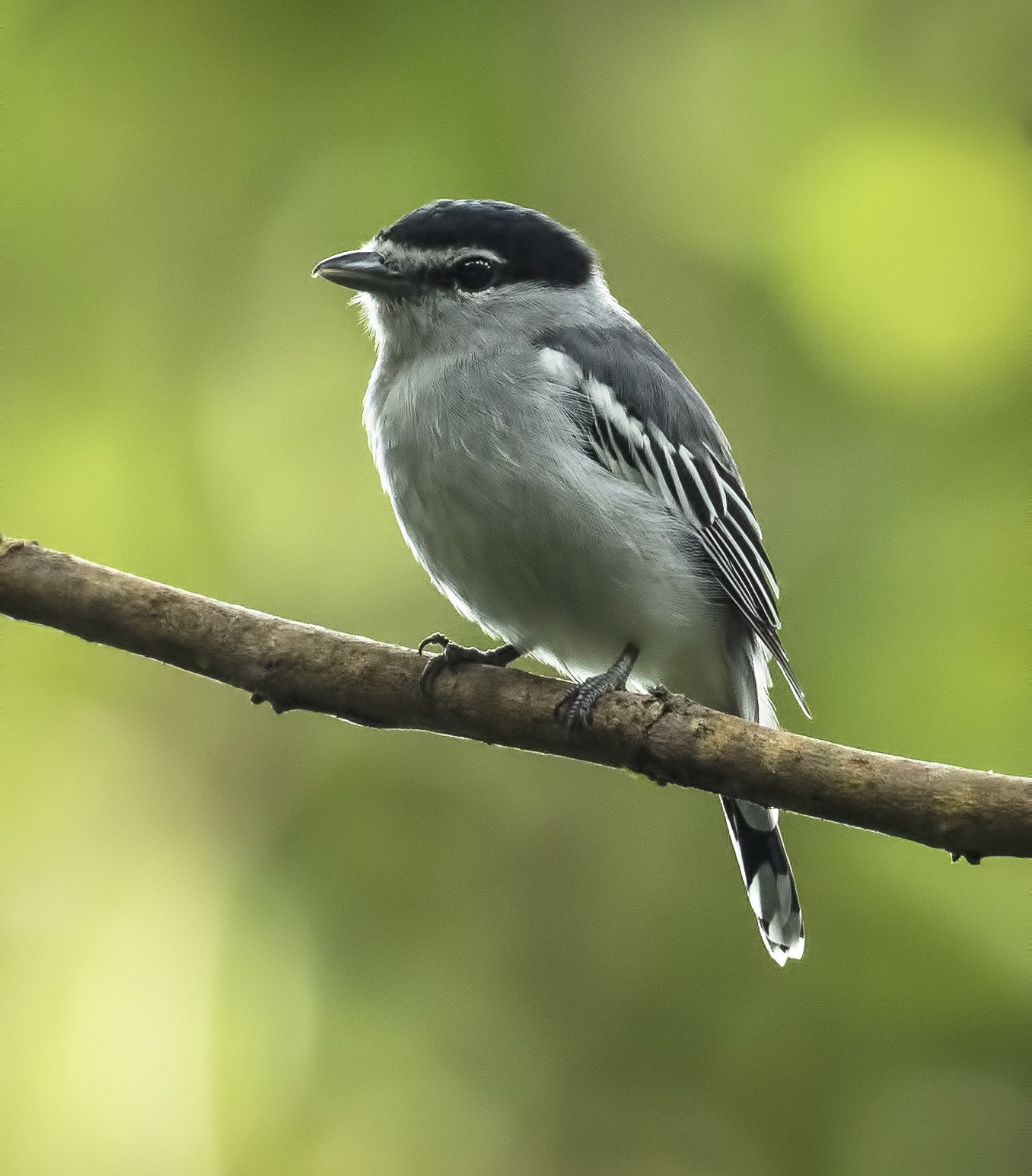 Eksterbekarde (Pachyramphus albogriseus)