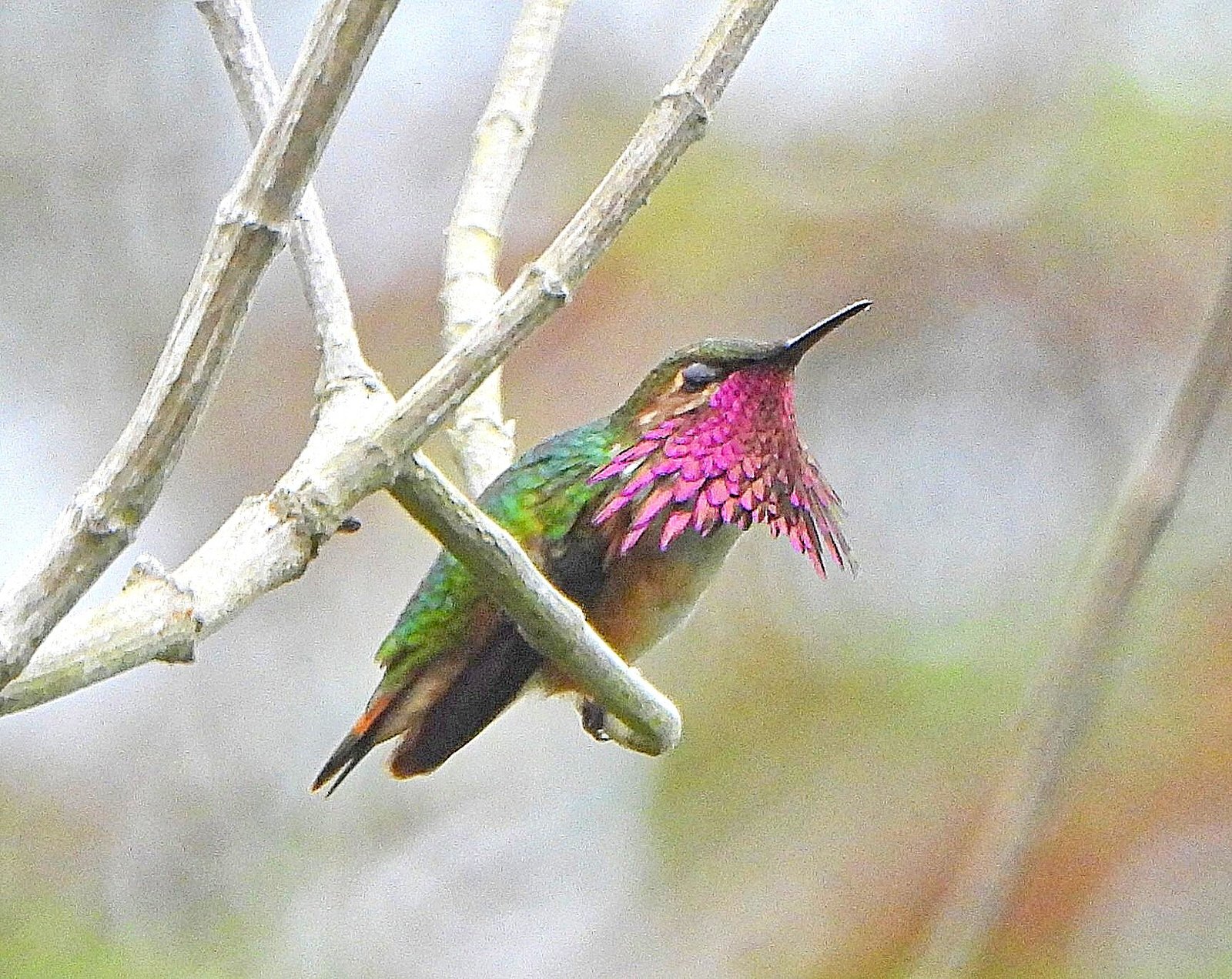 Elliots kolibrie (Selasphorus ellioti)