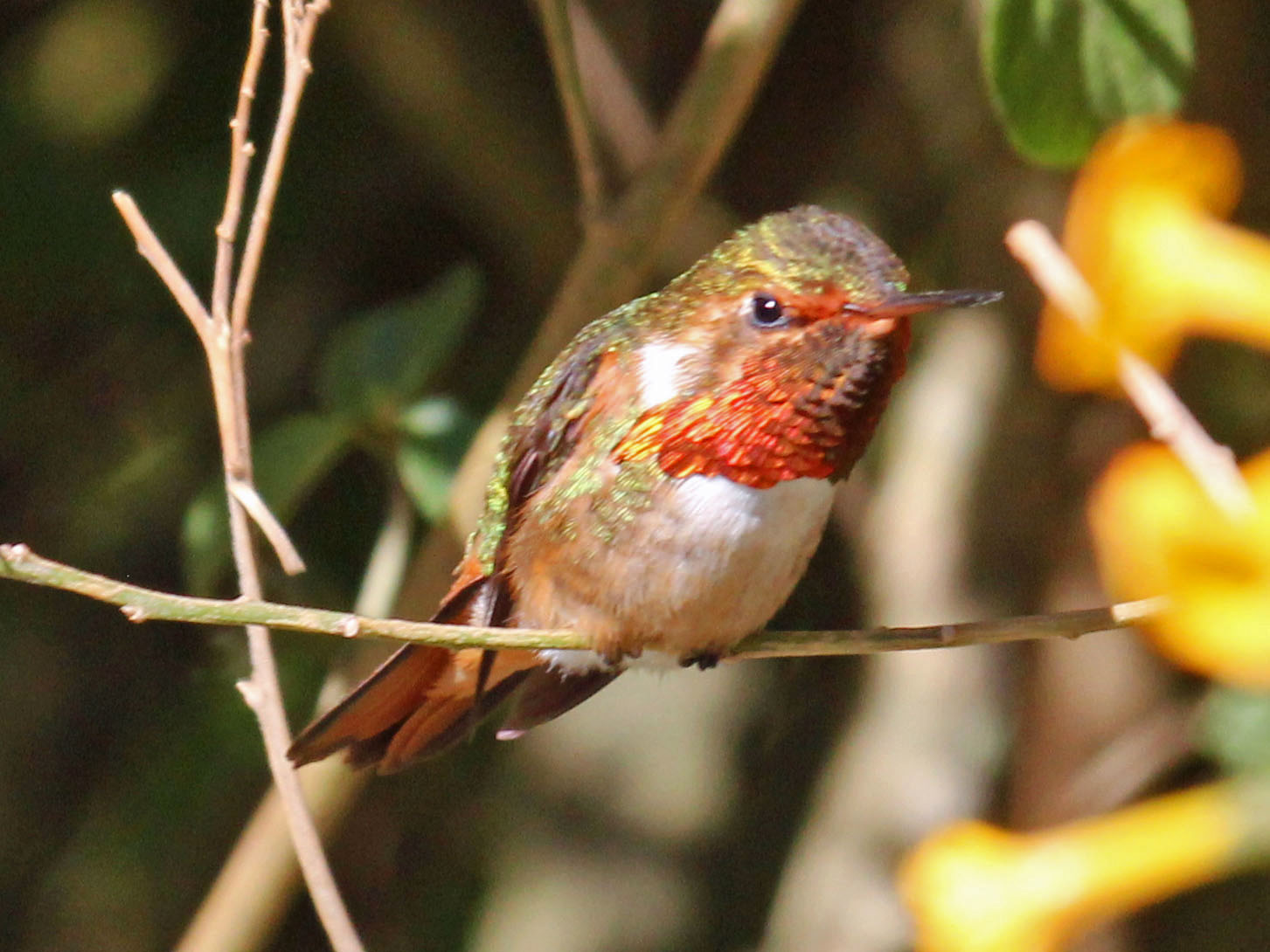 Fonkelende kolibrie (Selasphorus scintilla)