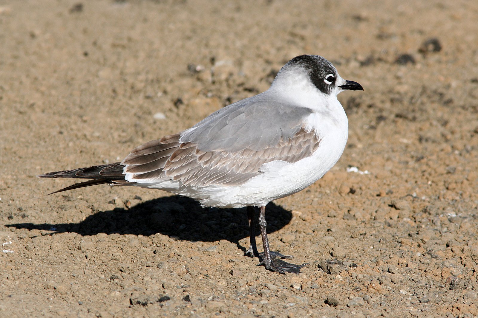 Franklins meeuw (Leucophaeus pipixcan)