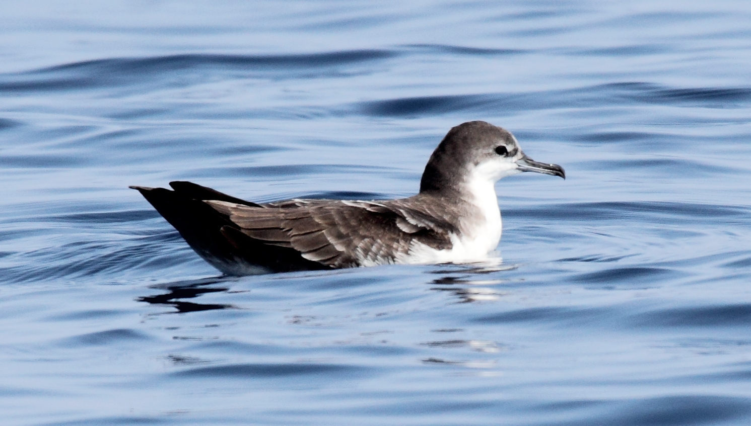 Galápagospijlstormvogel (Puffinus subalaris)