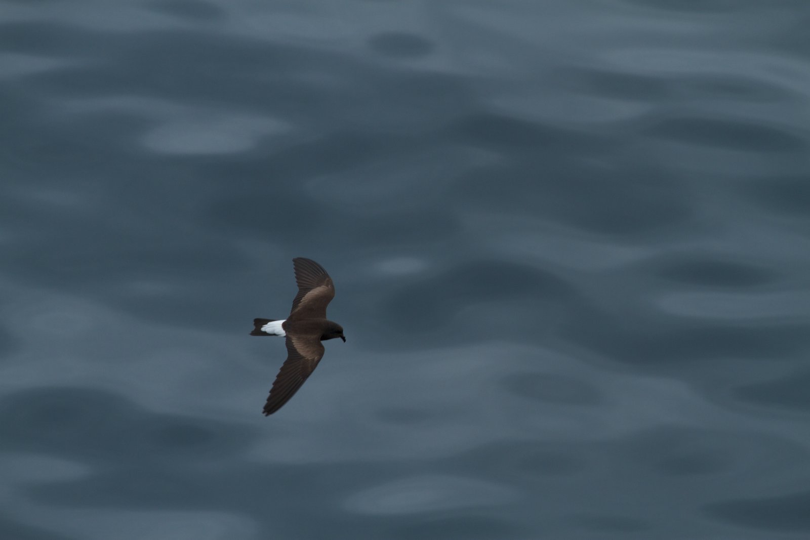Galapagosstormvogeltje (Hydrobates tethys)