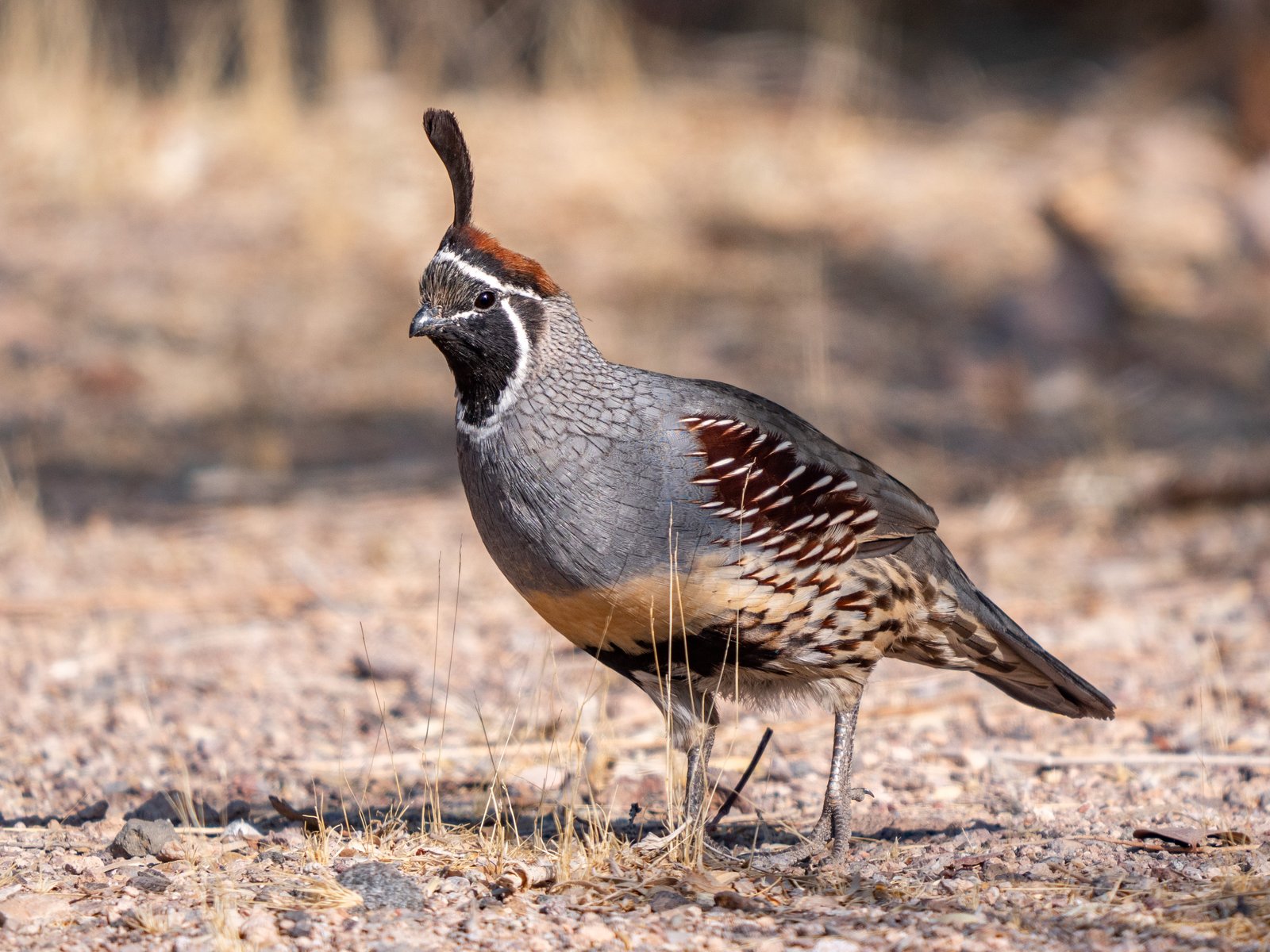 Gambels kuifkwartel (Callipepla gambelii)
