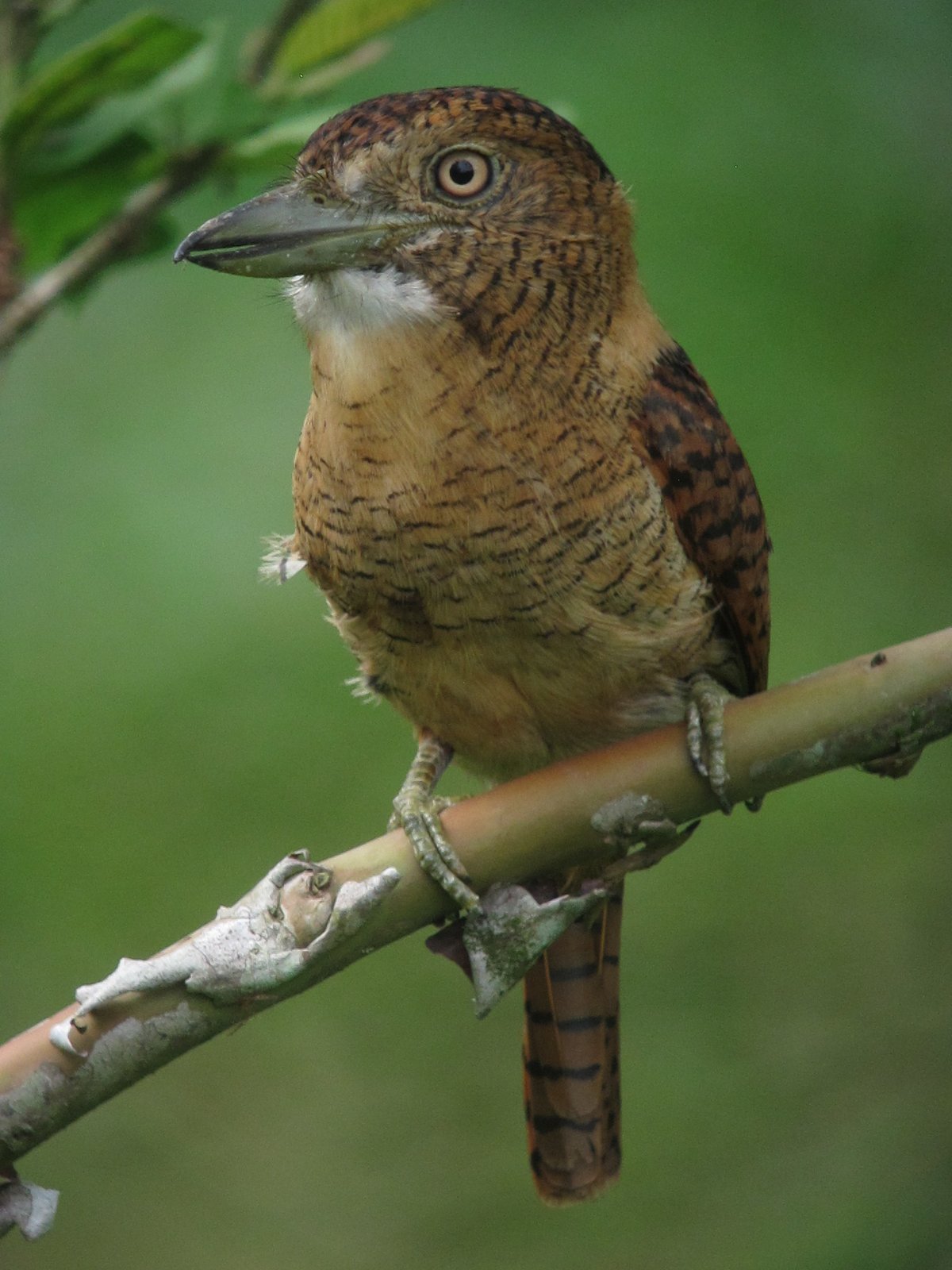 Gebandeerde baardkoekoek (Nystalus radiatus)