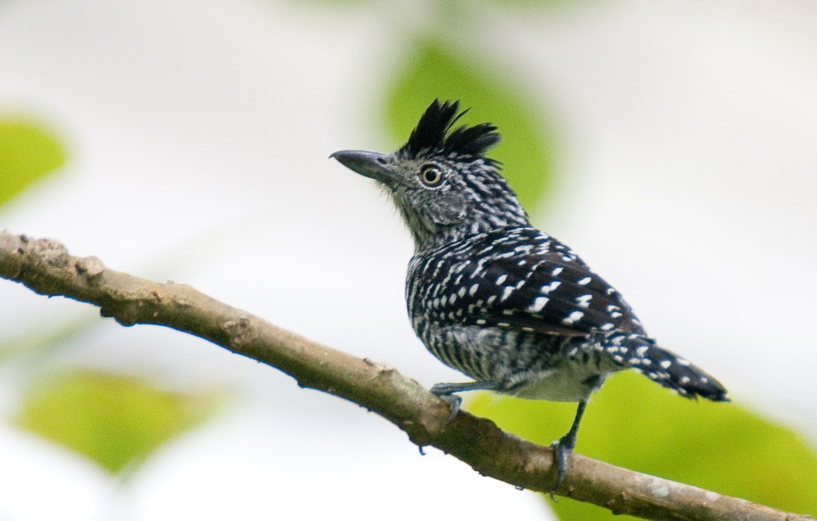 Gebandeerde mierklauwier (Thamnophilus doliatus)