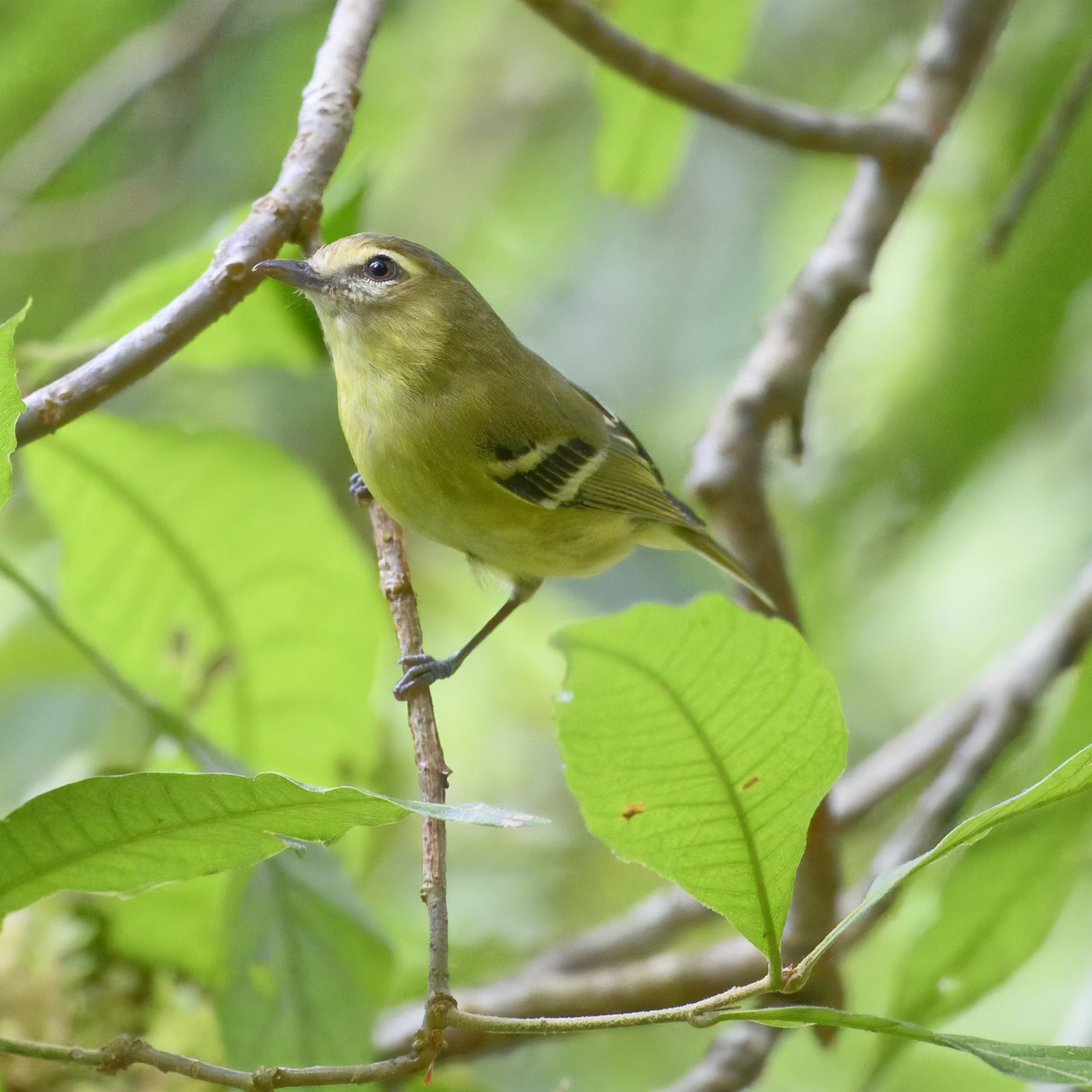 Geelbandvireo (Vireo carmioli)