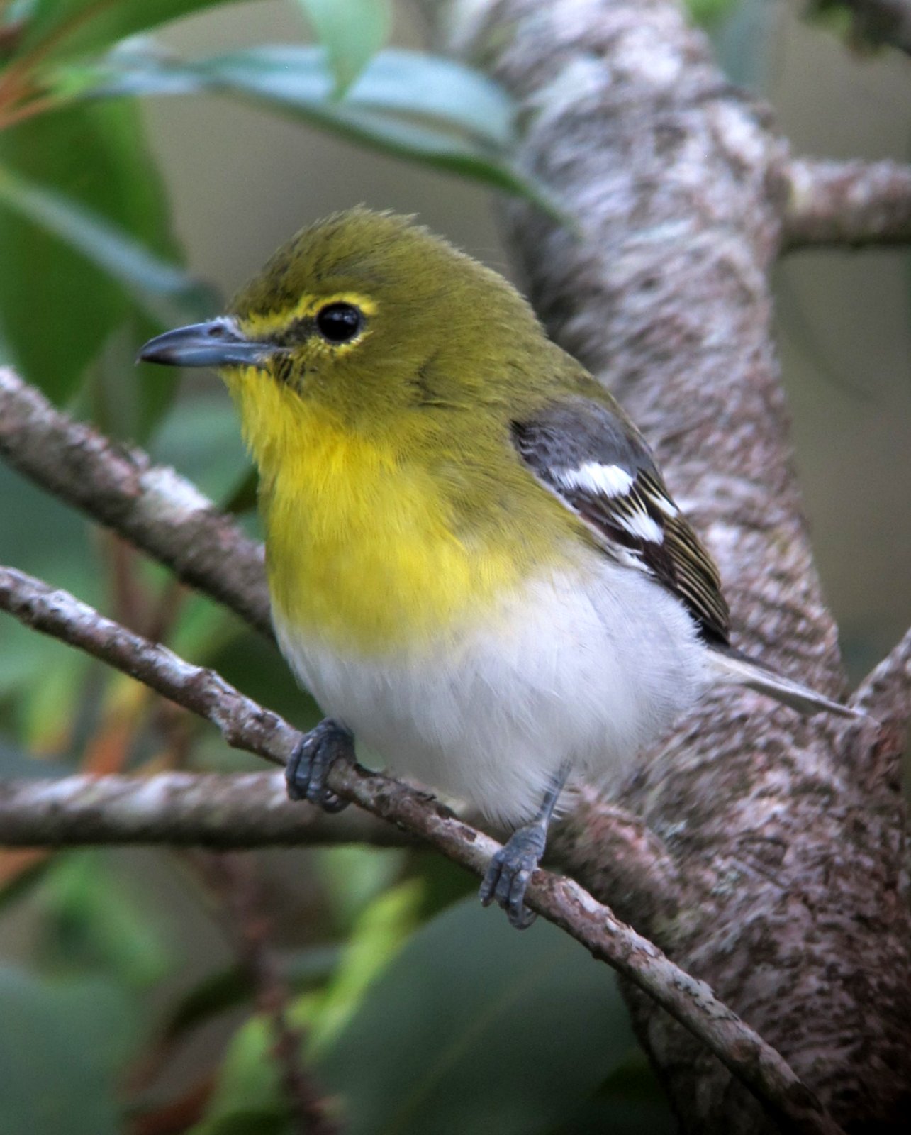 Geelborstvireo (Vireo flavifrons)