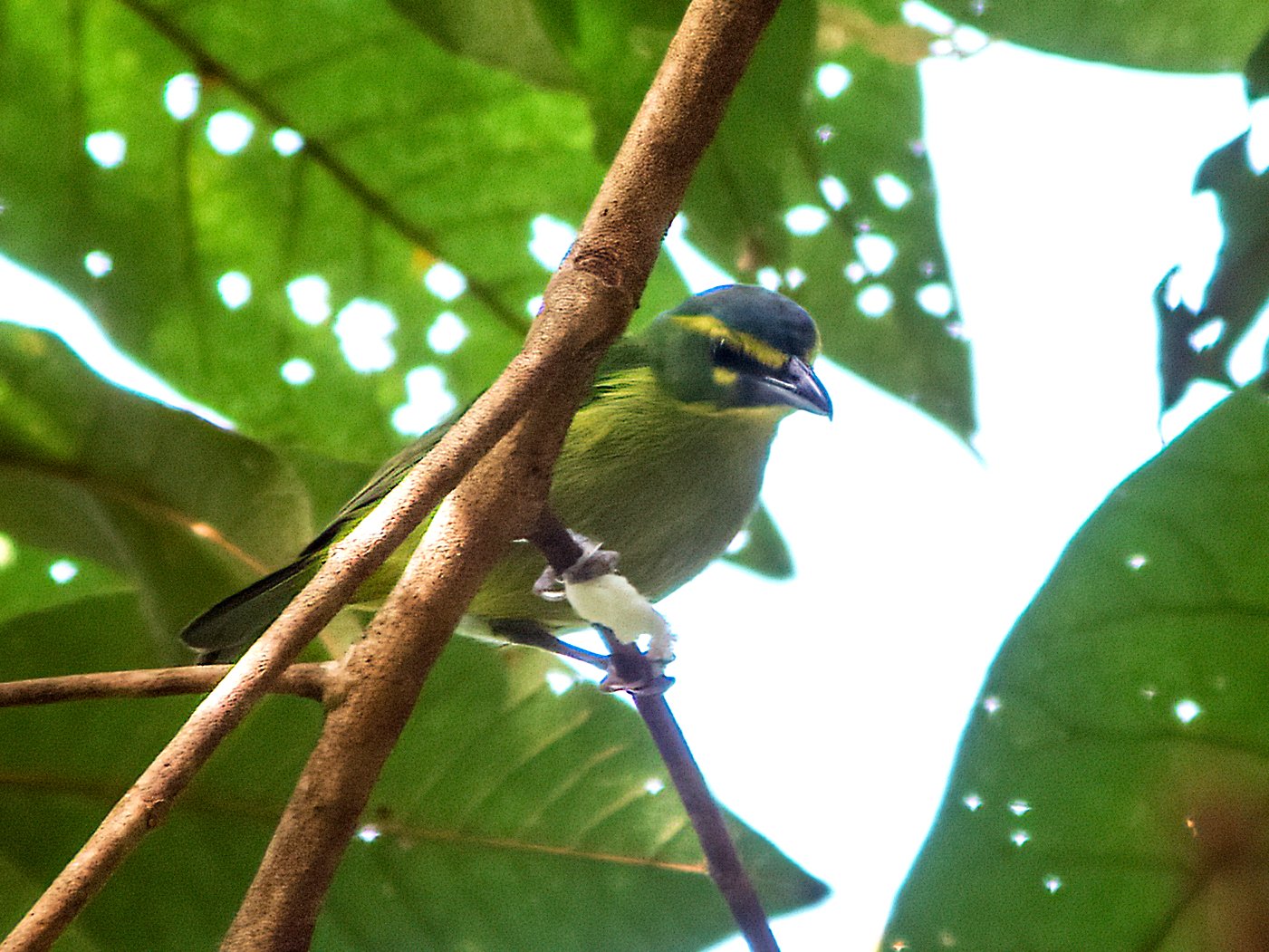 Geelbrauwklauwiervireo (Vireolanius eximius)
