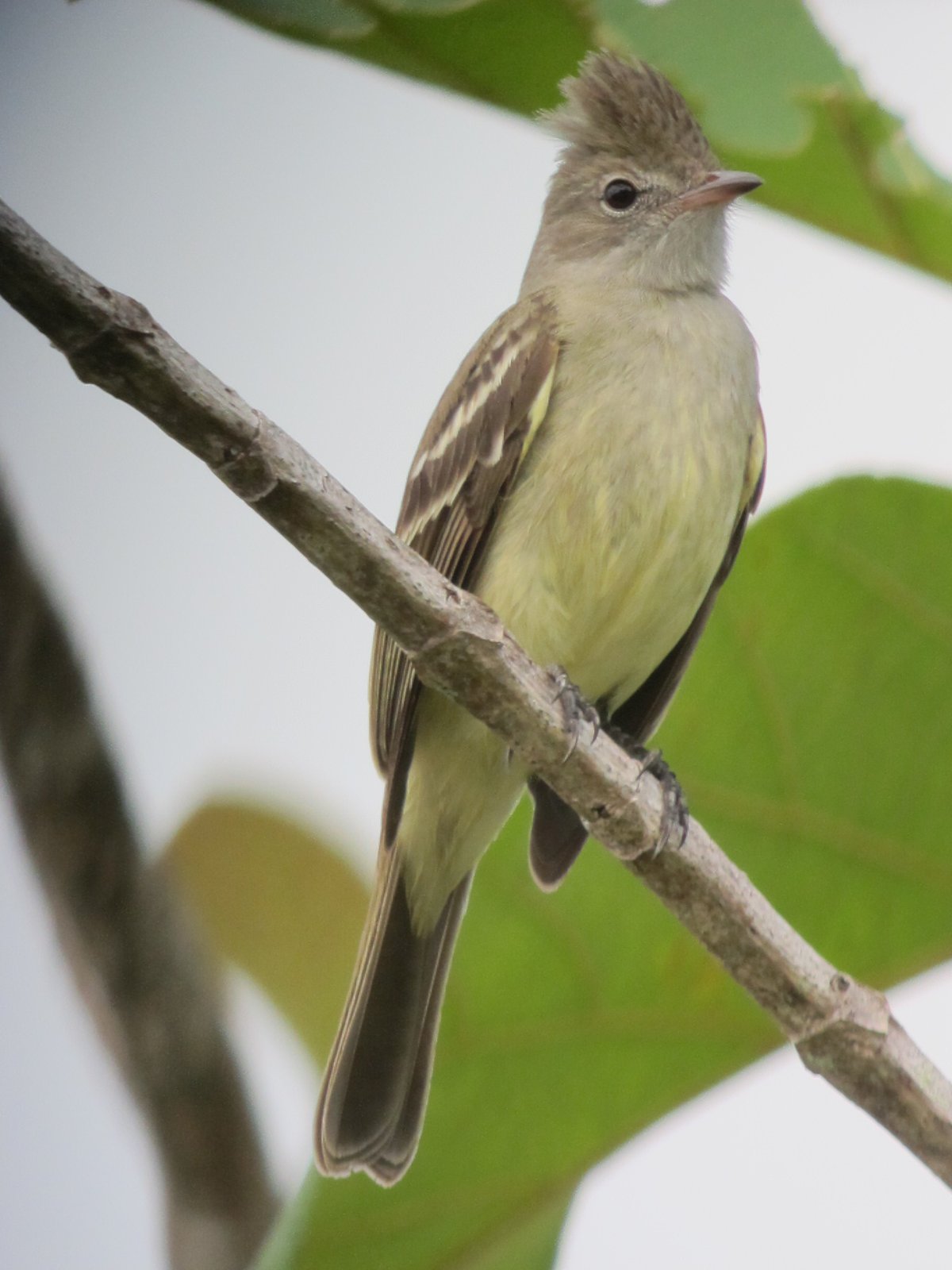 Geelbuikelenia (Elaenia flavogaster)