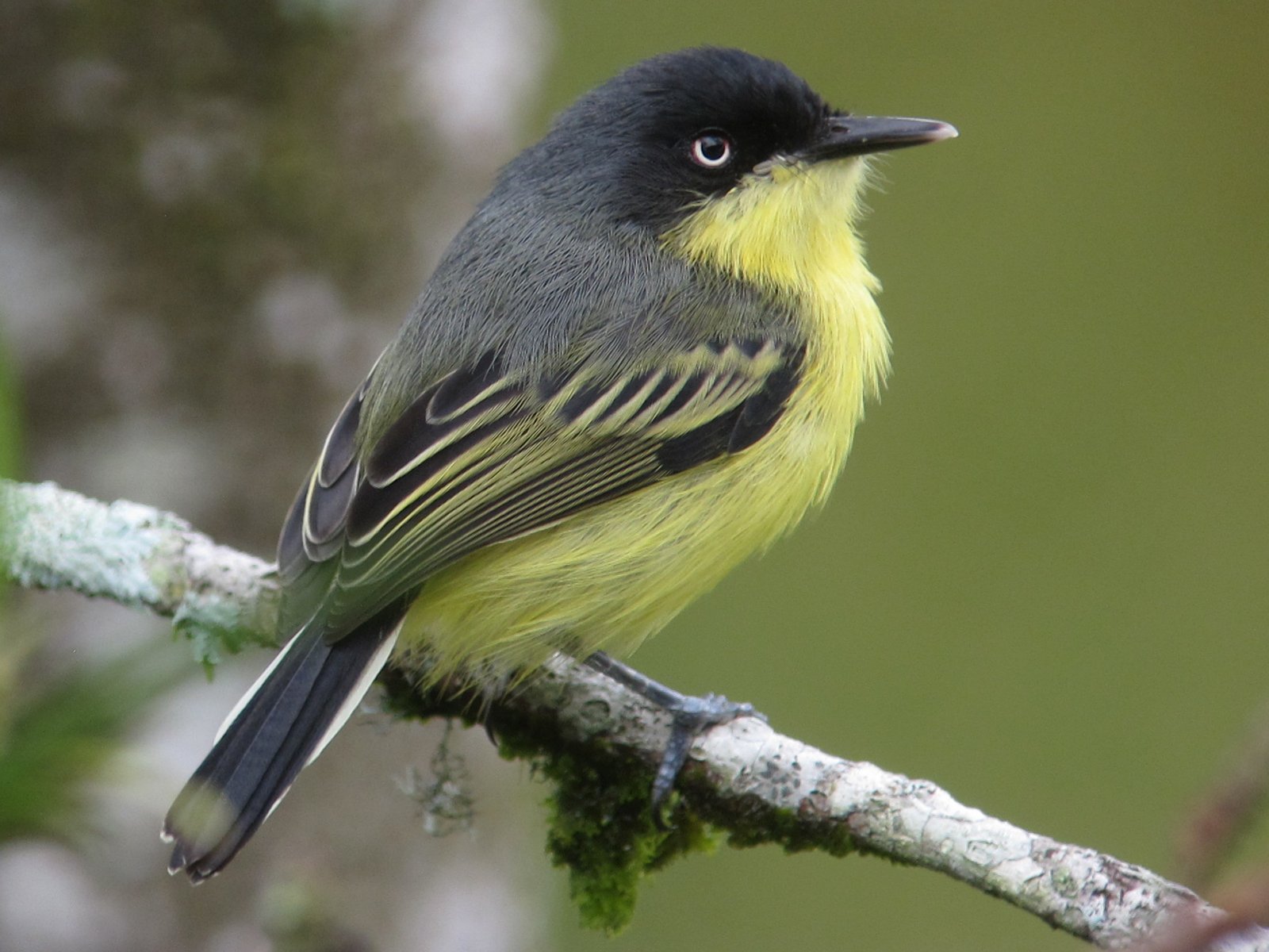 Geelbuikschoffelsnavel (Todirostrum cinereum)
