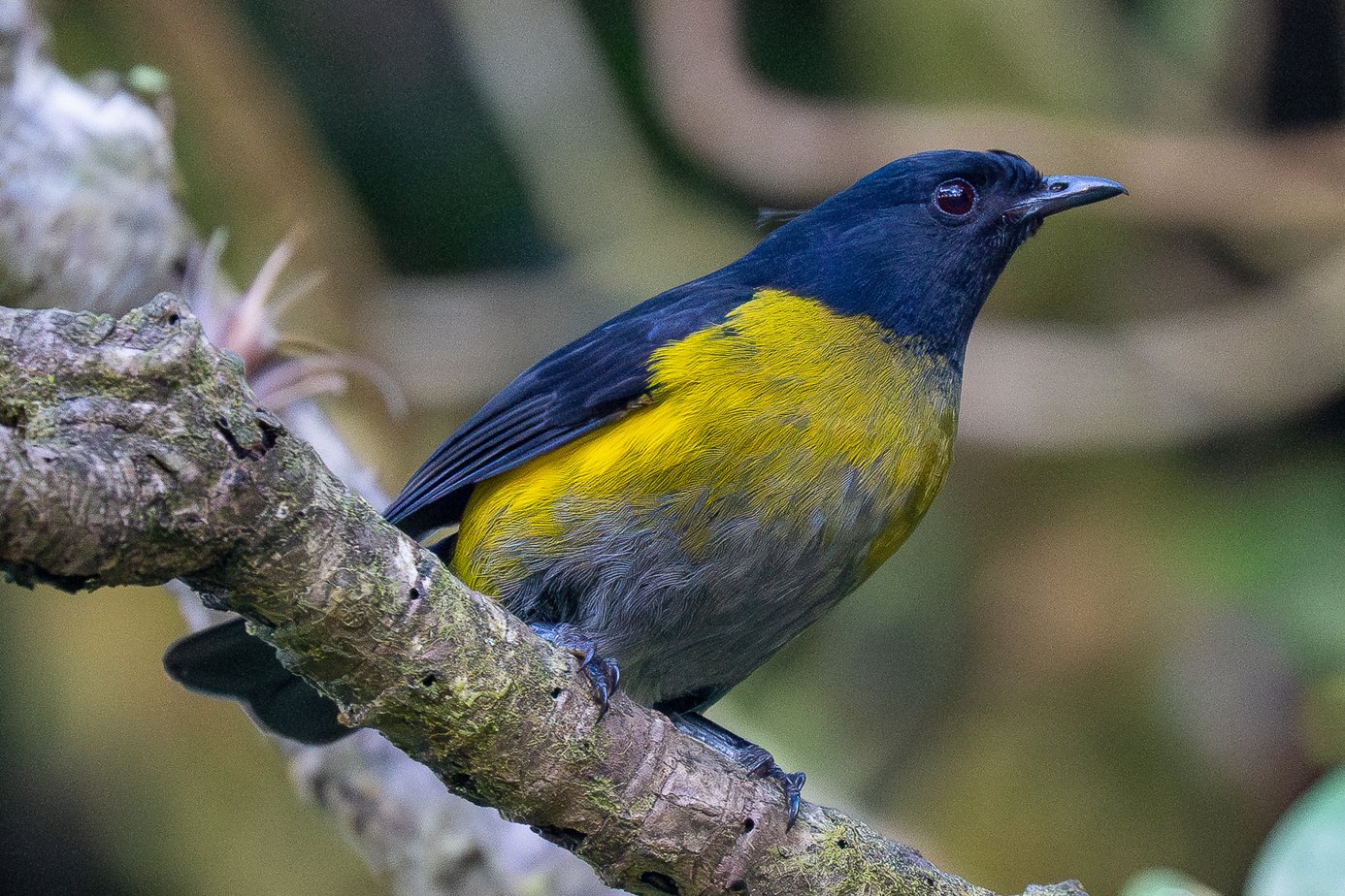 Geelflankzijdevliegenvanger (Phainoptila melanoxantha)