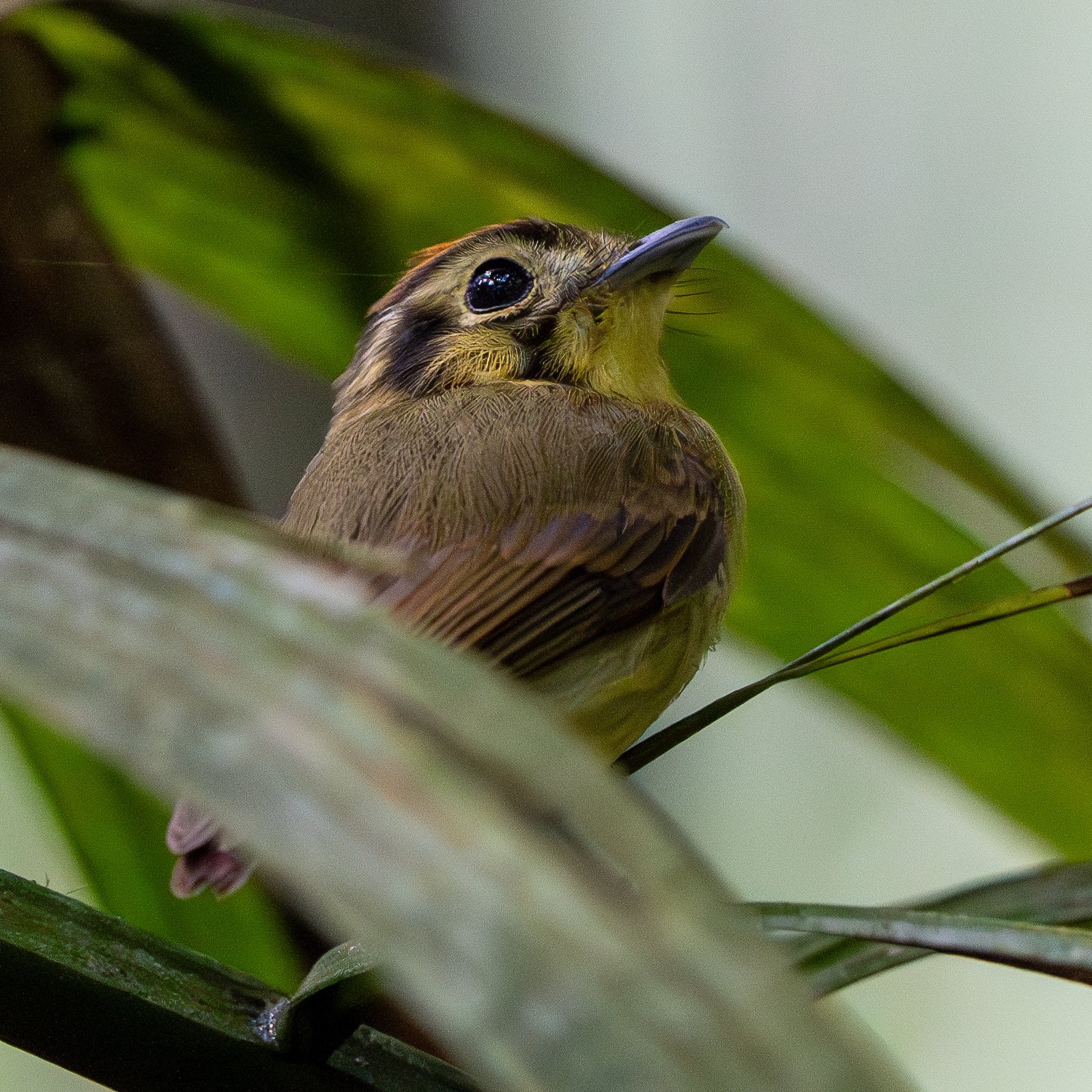 Geelkapbreedbektiran (Platyrinchus coronatus)