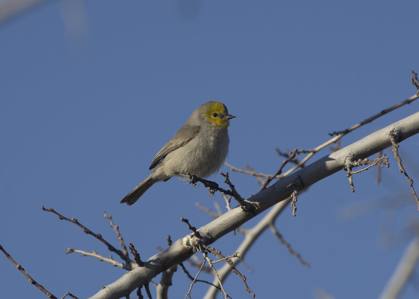 Geelkopmees (Auriparus flaviceps)