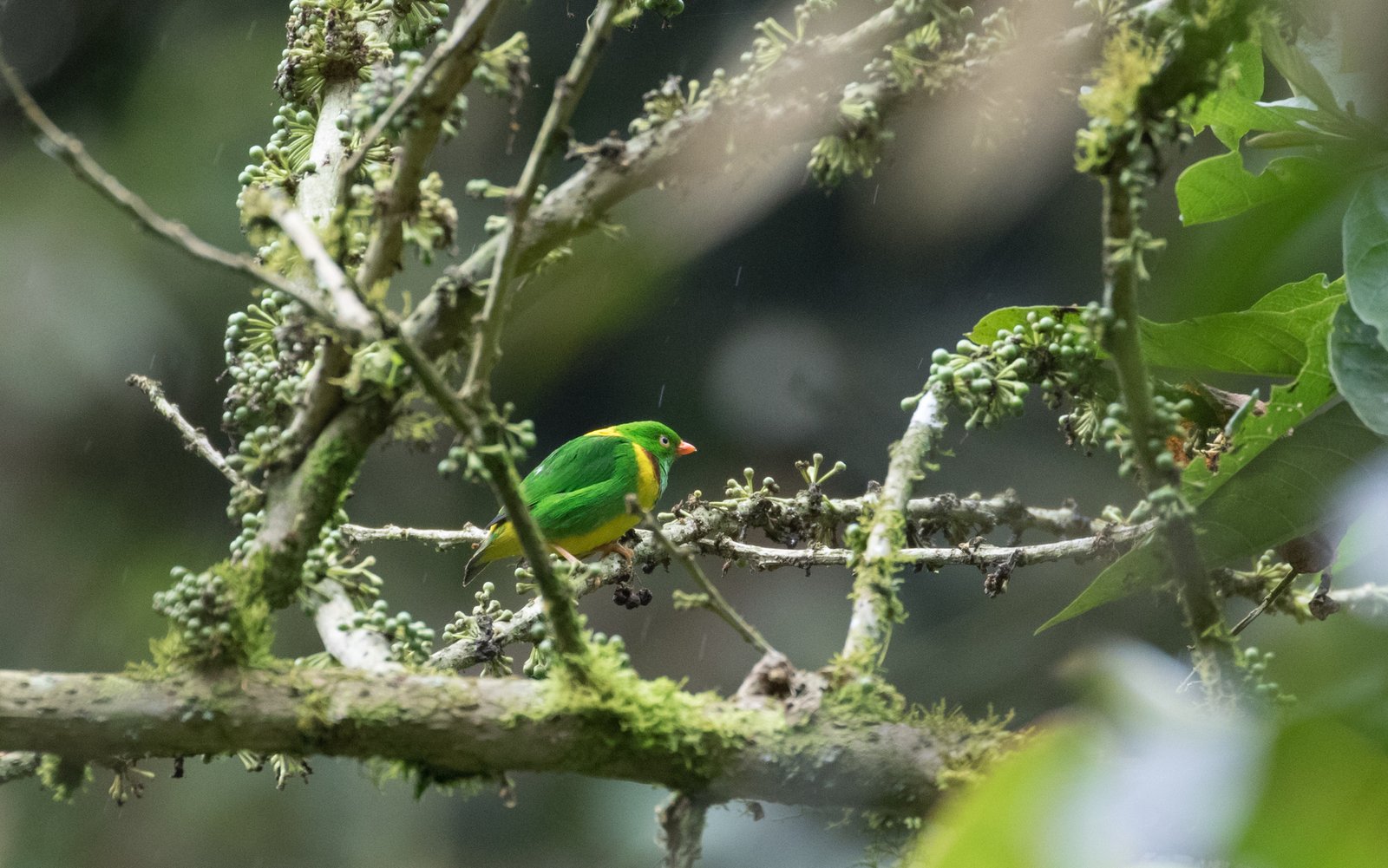Geelkraagorganist (Chlorophonia flavirostris)