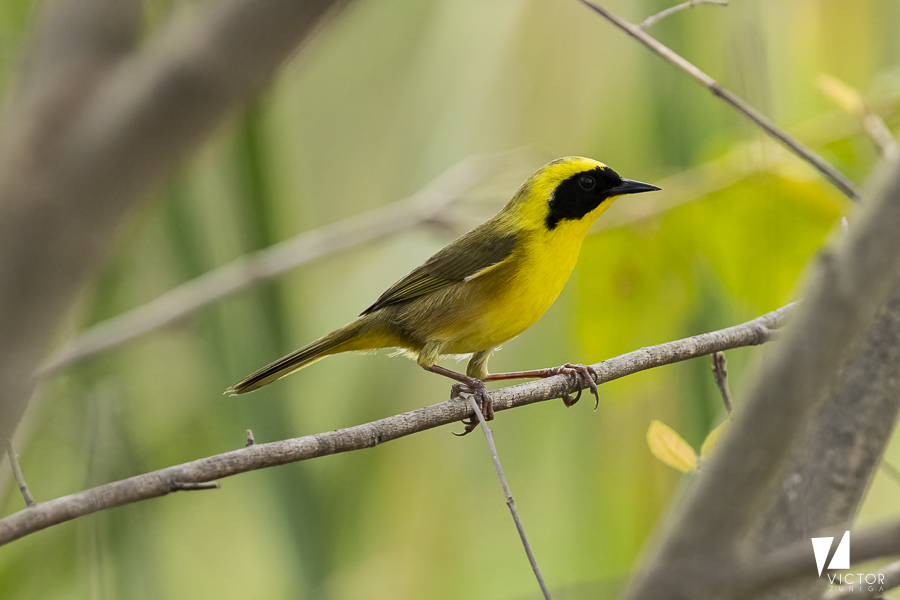 Geelkruinmaskerzanger (Geothlypis flavovelata)