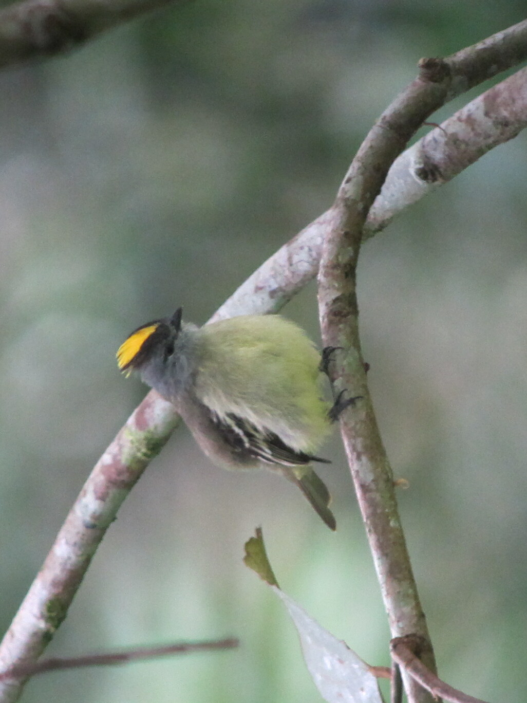 Geelkruinvliegenpikker (Tyrannulus elatus)