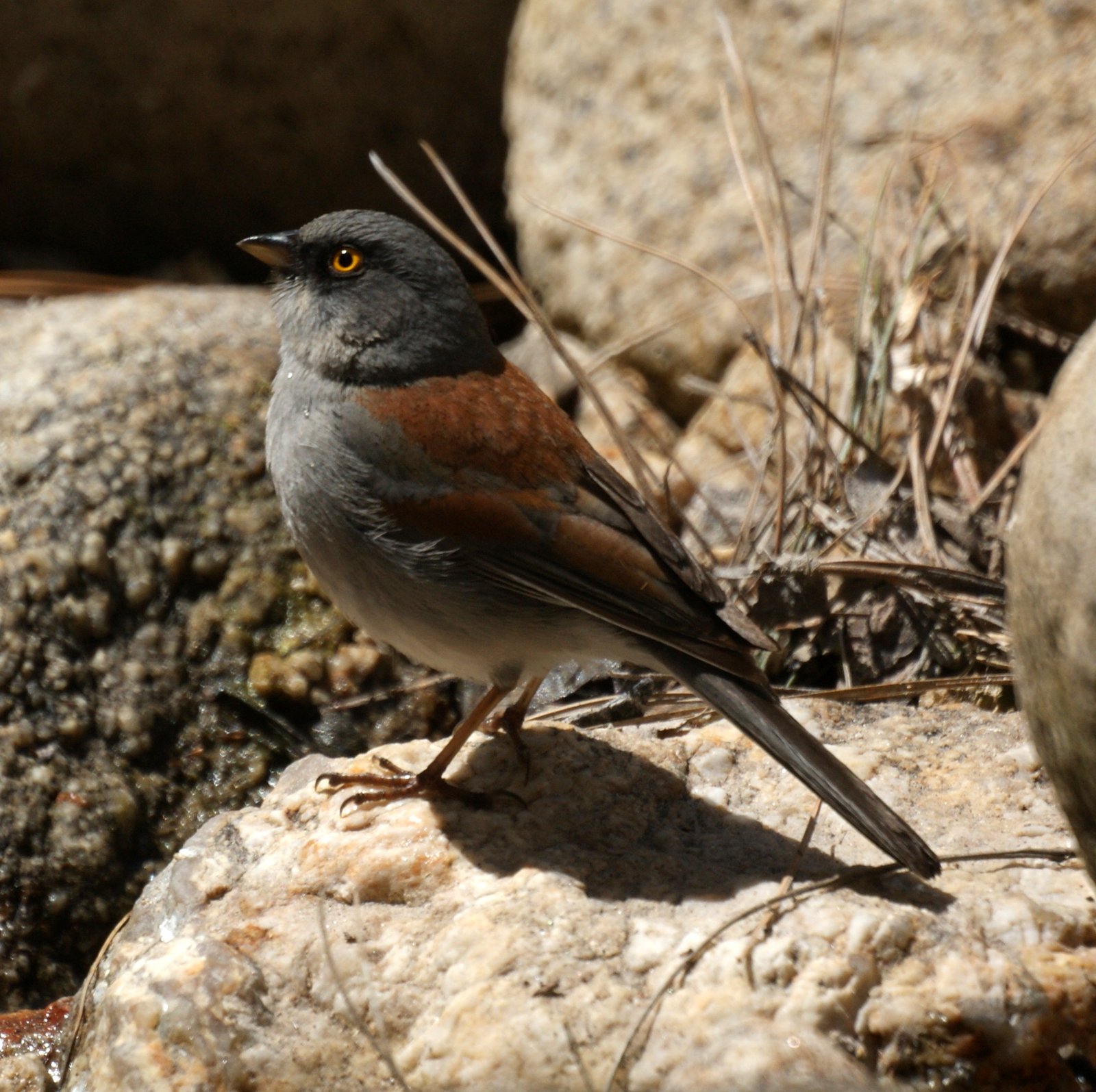 Geeloogjunco (Junco phaeonotus)