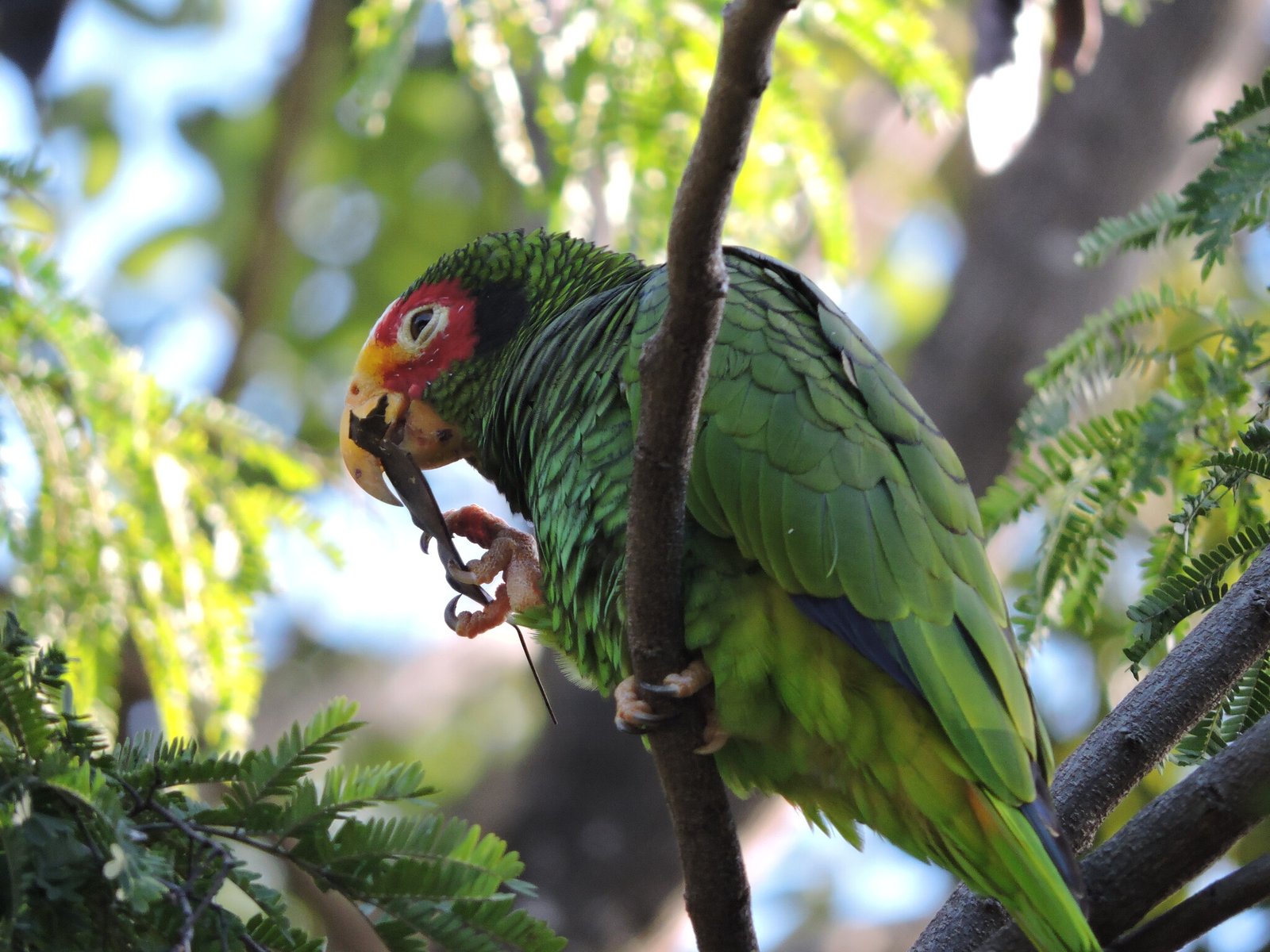 Geelteugelamazone (Amazona xantholora)